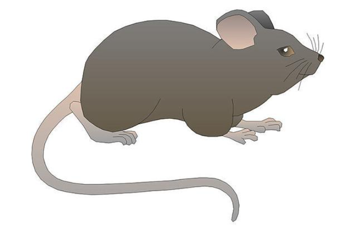 老鼠.png 老鼠.png