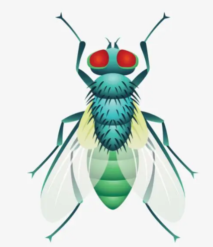 苍蝇.png 苍蝇.png