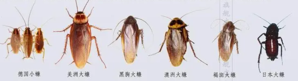蟑螂种类.png 蟑螂种类.png