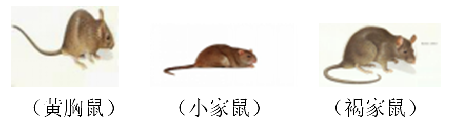 幼儿园防鼠防控对象.png