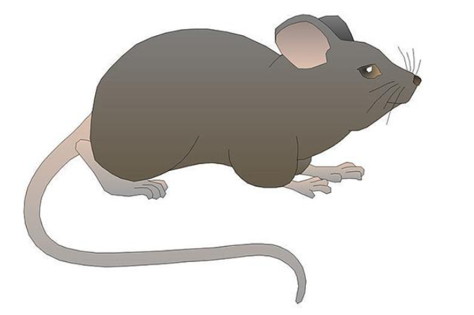 老鼠.png