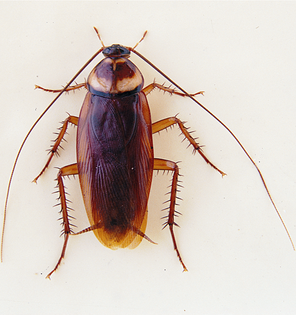 西安家庭除蟑螂