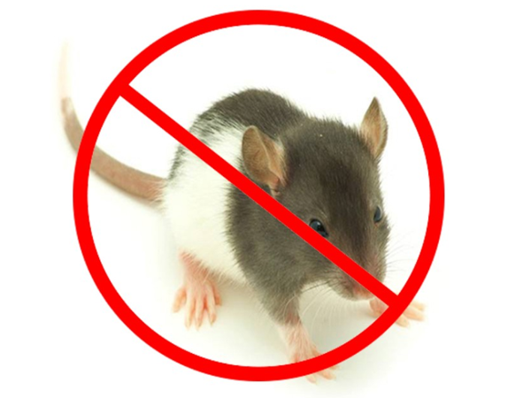 西安家庭灭鼠基本步骤