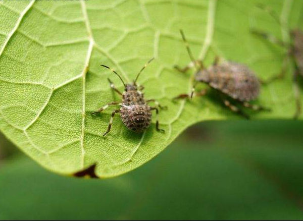 西安消杀公司：臭虫的危害