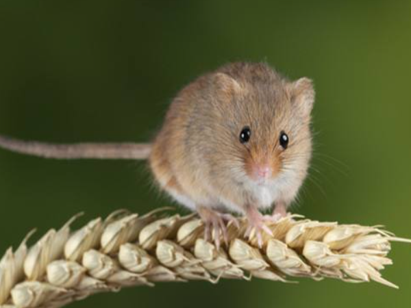 西安家里进老鼠了怎么办