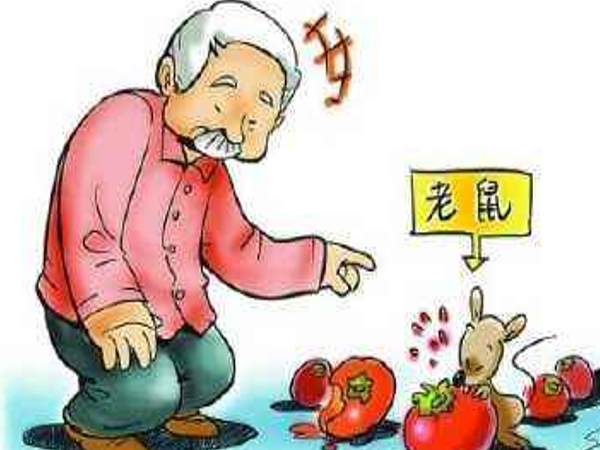 西安灭鼠公司家庭消杀经验分享