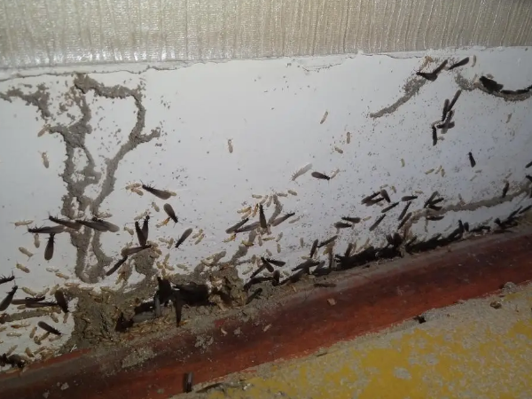 白蚁危害.png