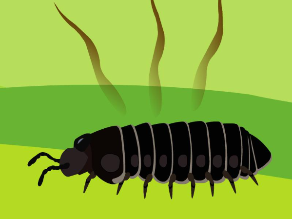 西安益森虫控带你认识马陆