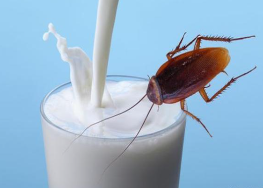 蟑螂加牛奶.png
