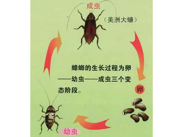 渭南灭蟑螂公司分享蟑螂是如何繁殖的