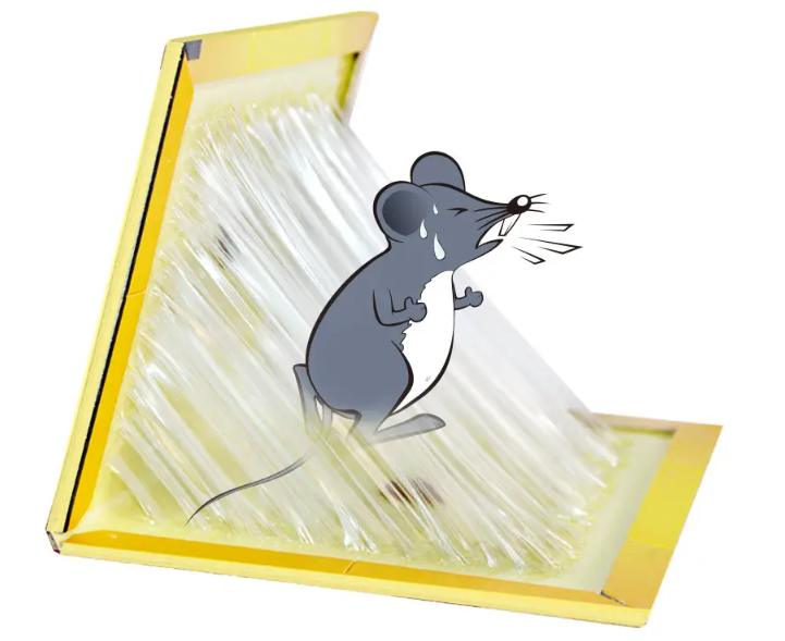 渭南灭鼠公司分享粘鼠板如何正确使用才能有效灭鼠