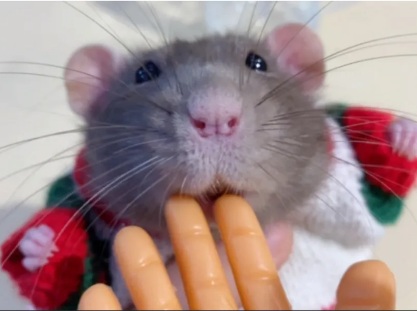 宝鸡灭鼠公司分享为什么南方的老鼠比北方的老鼠大很多